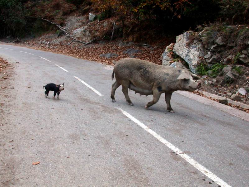 Suini corsi....e altri animali